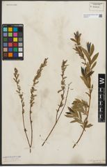 Foto von Salix purpurea L. x Salix repens L.